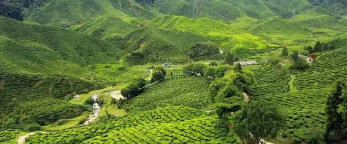 Assam